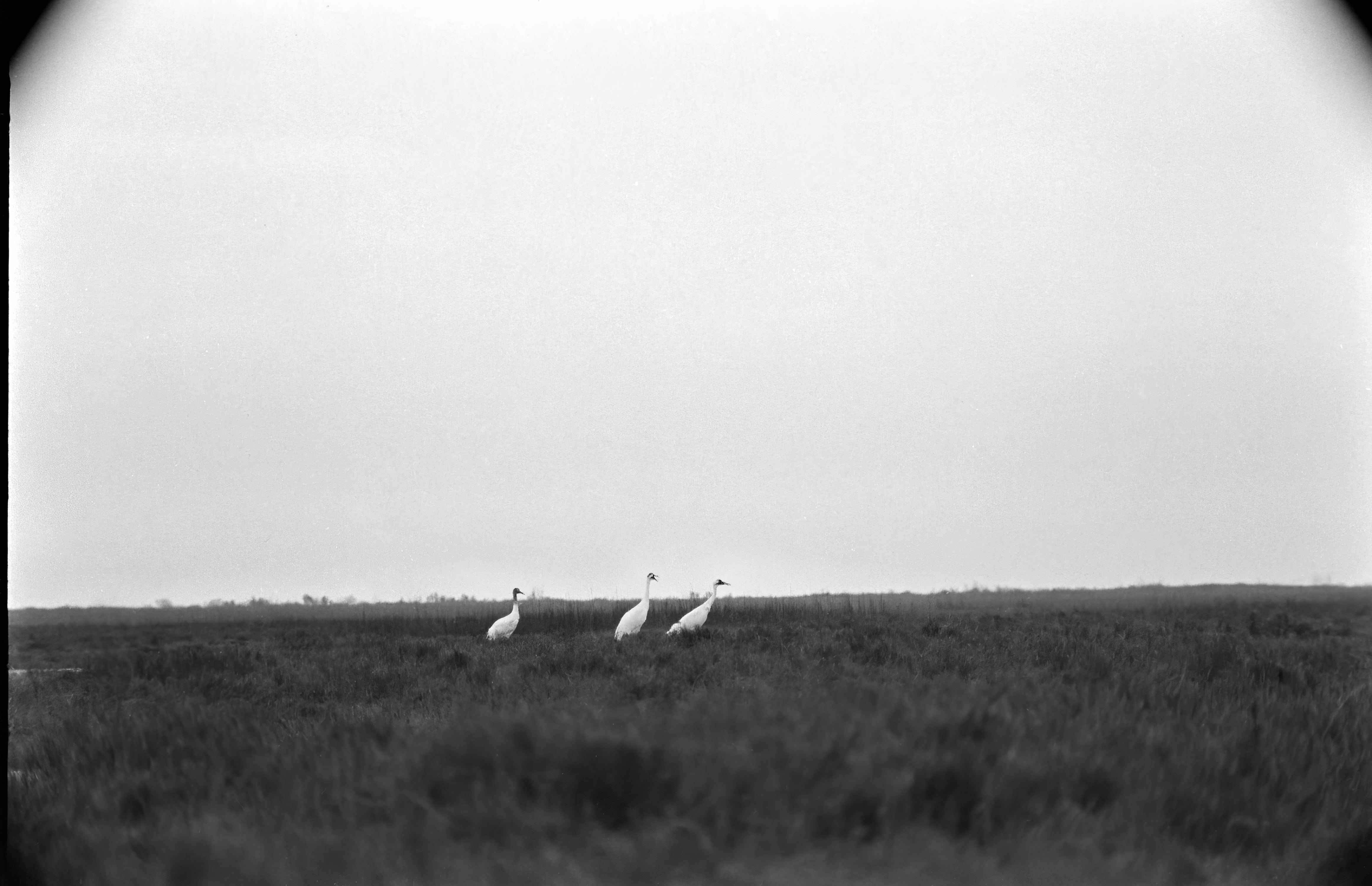 Black and white image of three distant Whooping Cranes in a field.